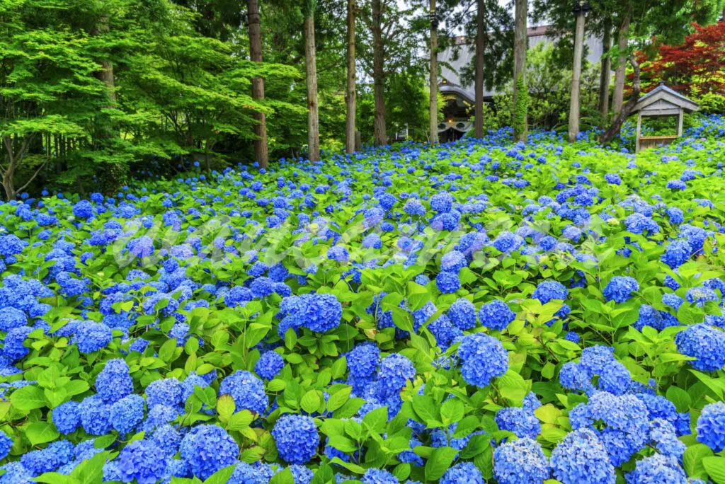 雲昌寺の紫陽花