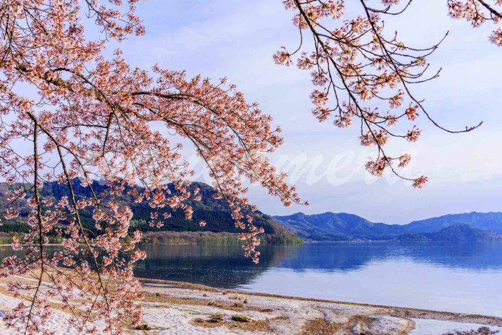 田沢湖　桜