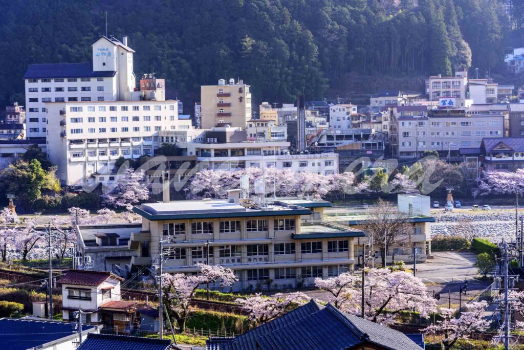 下呂温泉　桜