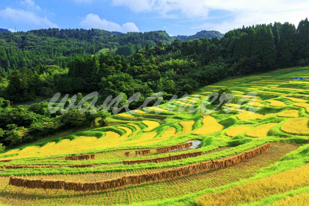 大山千枚田　棚田