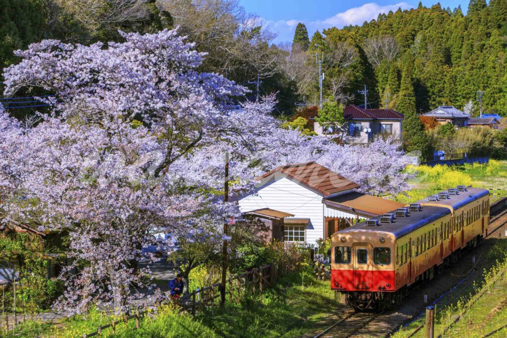 小湊鉄道　桜と菜の花