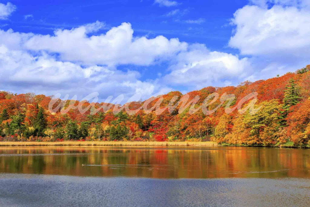 八幡平の紅葉