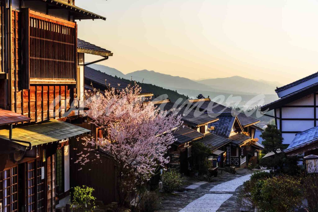 馬籠宿　桜