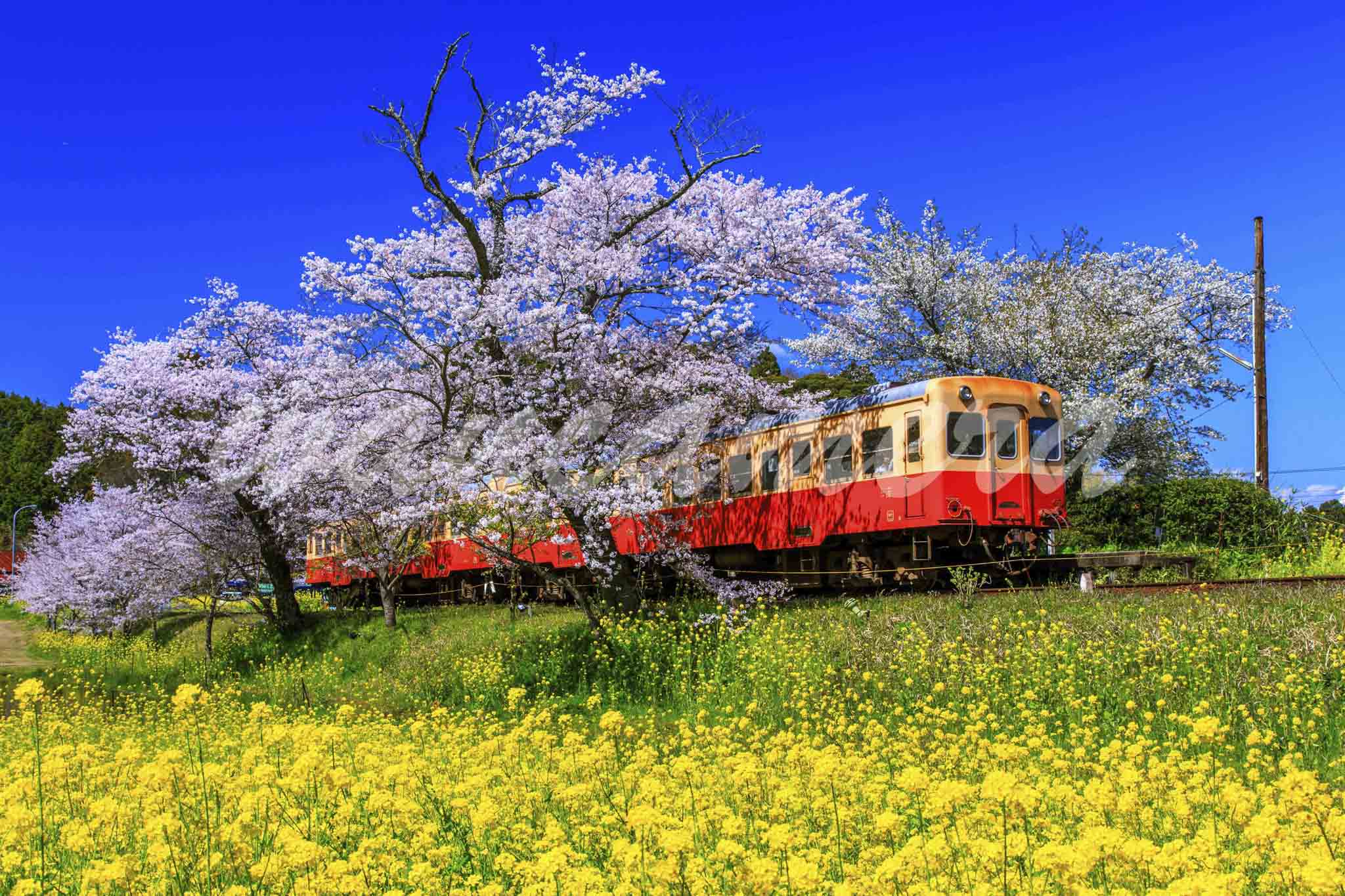桜と菜の花咲く小湊鉄道 飯給駅