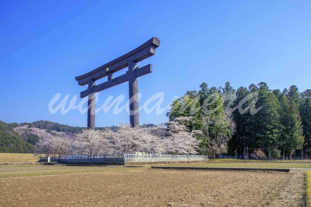 熊野大社　大斎原と大鳥居　桜