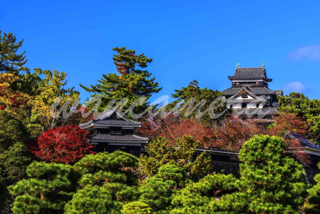 紅葉の松江城