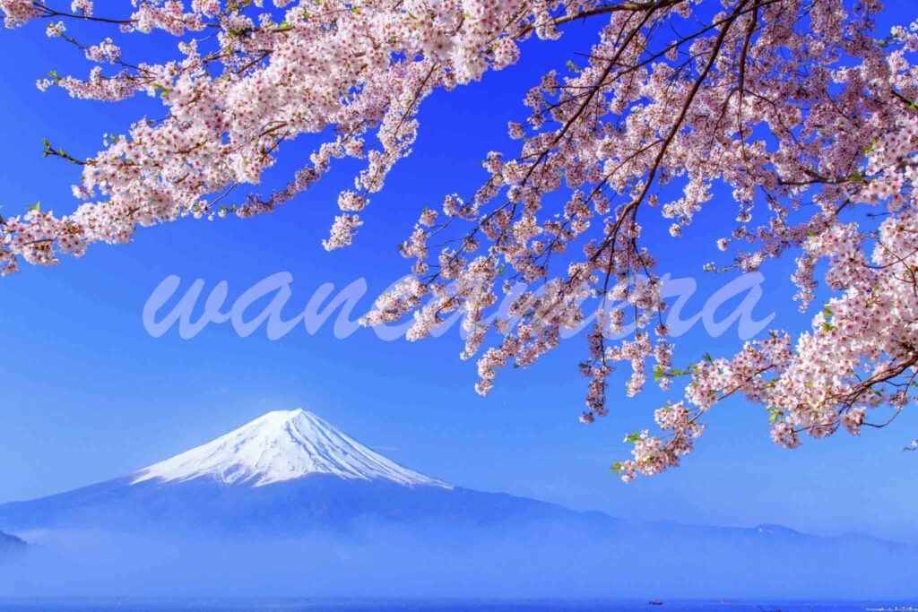 河口湖×富士山　雲海