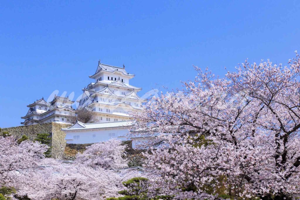 姫路城と桜