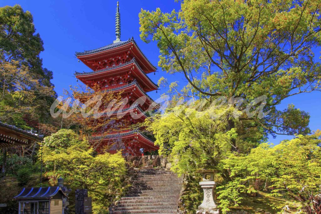 高知県　竹林寺 五重塔