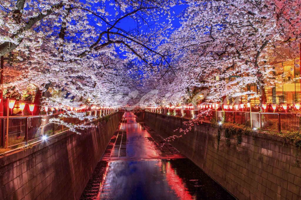 目黒川　桜とライトアップ