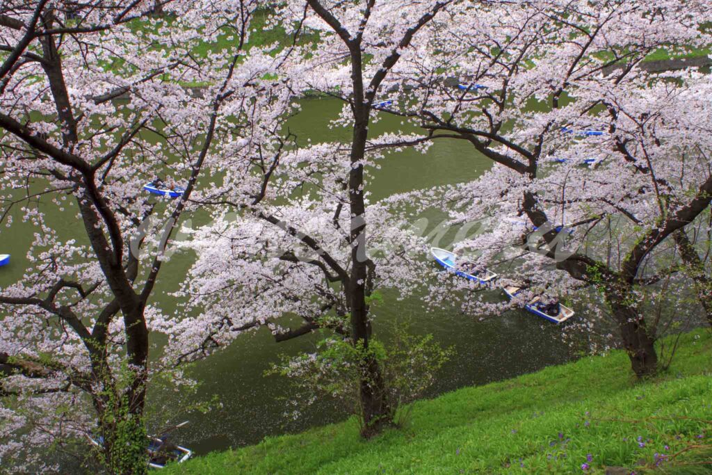 千鳥ヶ淵の桜　皇居