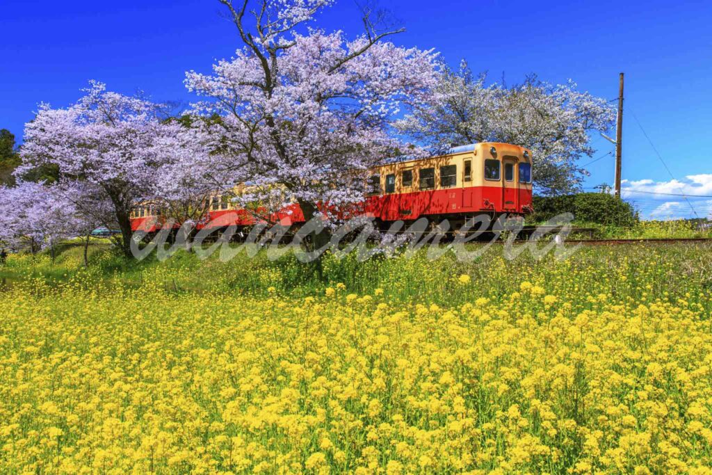 小湊鉄道　桜と菜の花
