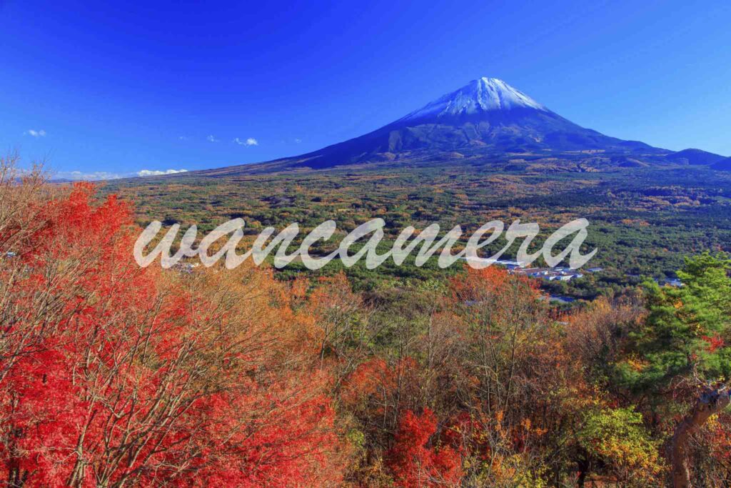 紅葉台　富士山　紅葉