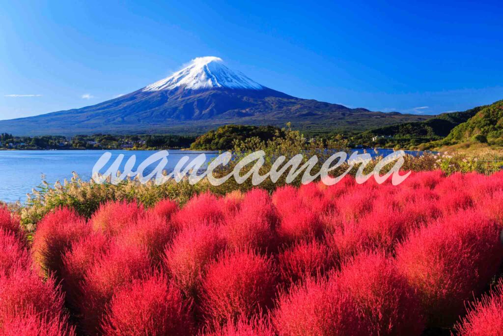 大石公園　コキア　富士山