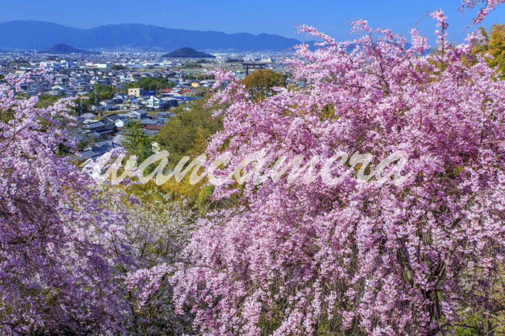 桜咲く大美和の杜展望台より大和三山と大鳥居　飛鳥・藤原の宮都