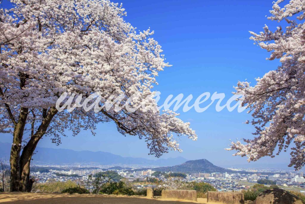 桜咲く甘樫丘より畝傍山　飛鳥・藤原の宮都