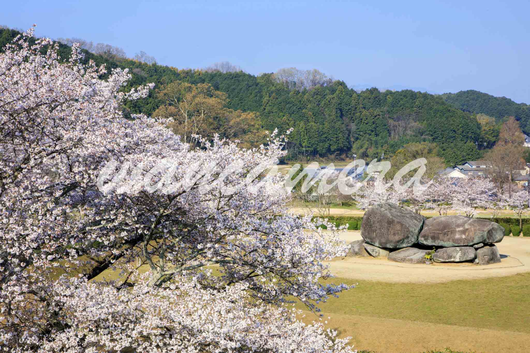 桜咲く石舞台古墳　飛鳥・藤原の宮都