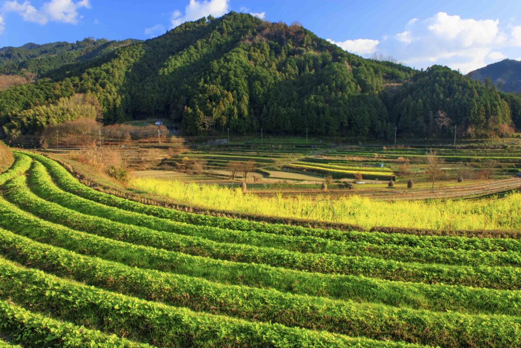 明日香村の田園風景　飛鳥・藤原の宮都