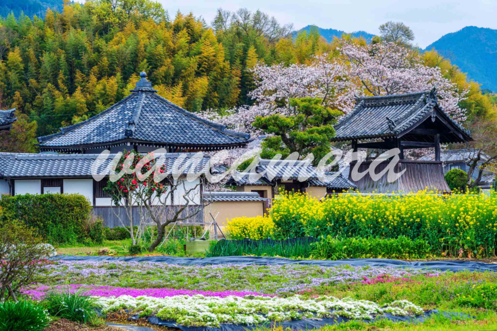飛鳥・藤原の宮都　春色の飛鳥寺境内