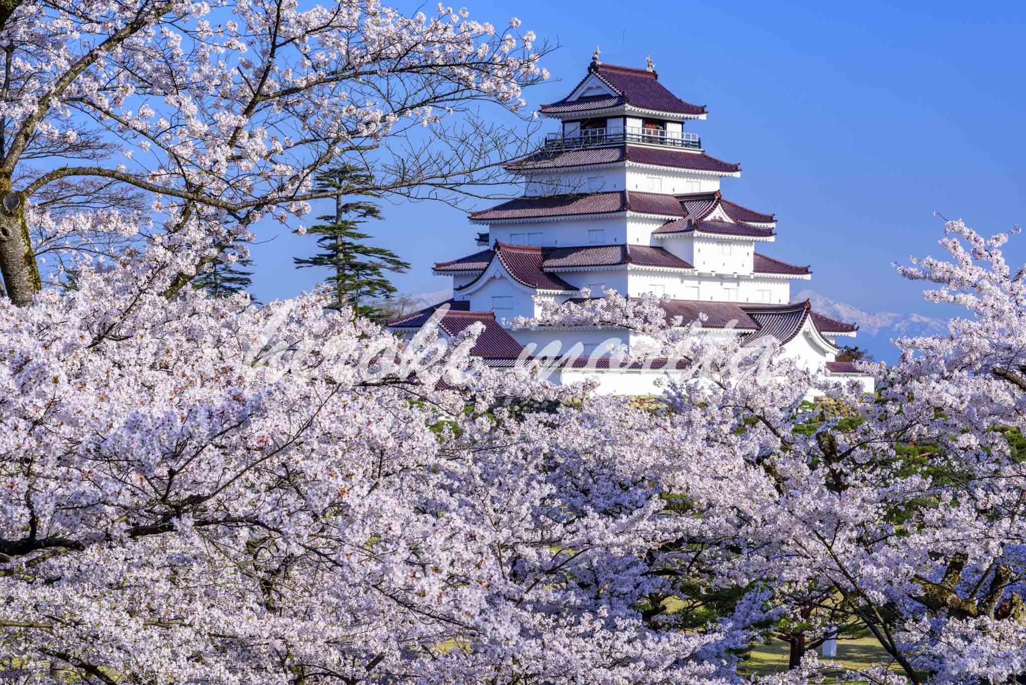 福島県　桜咲く鶴ヶ城　(会津若松城)